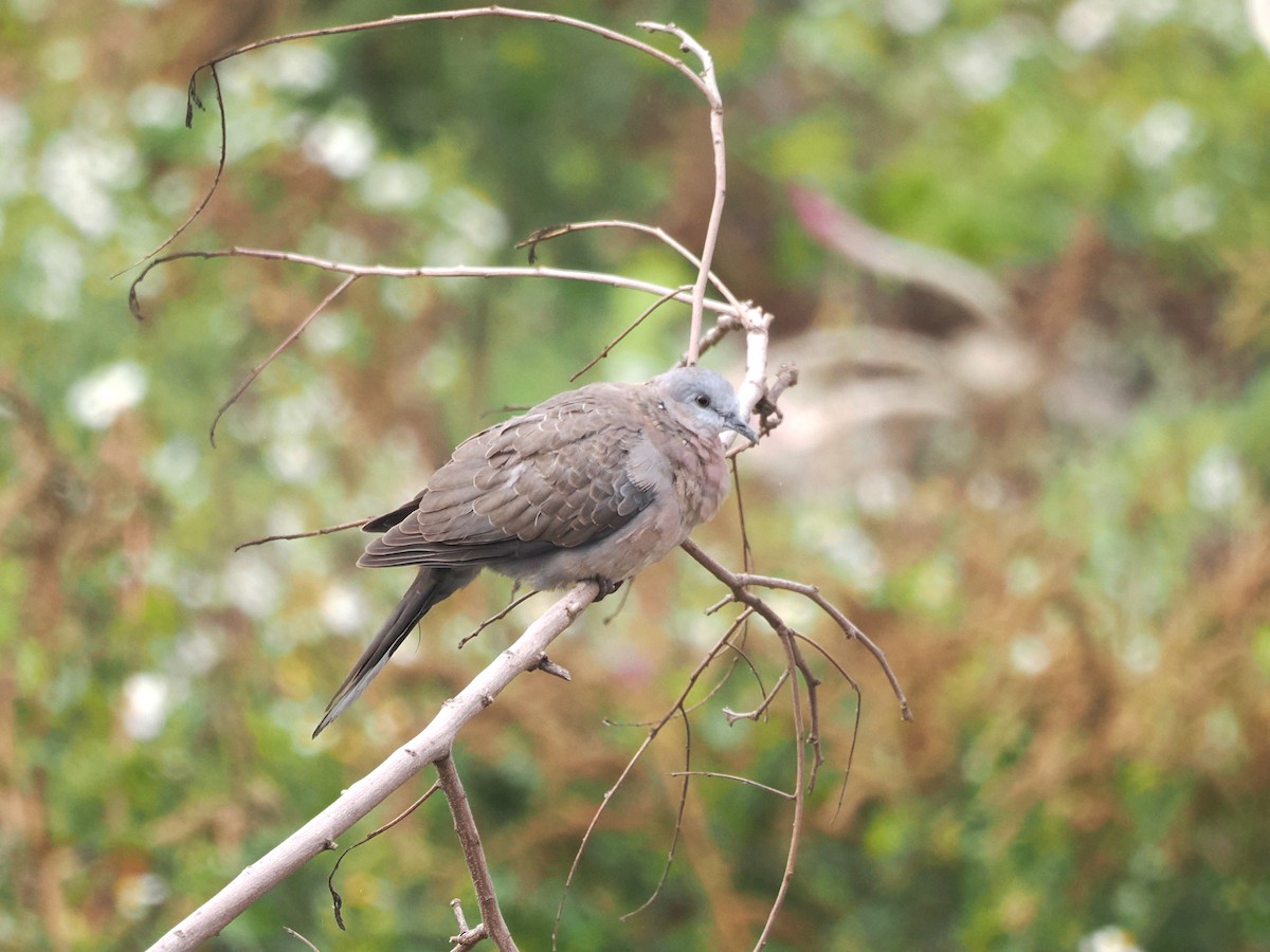 Spotted Dove - ML614247696