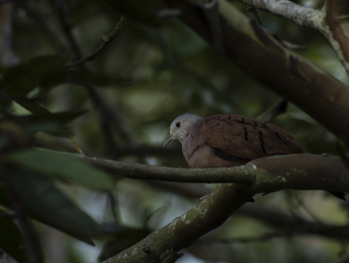 White-tipped Dove - ML614247697