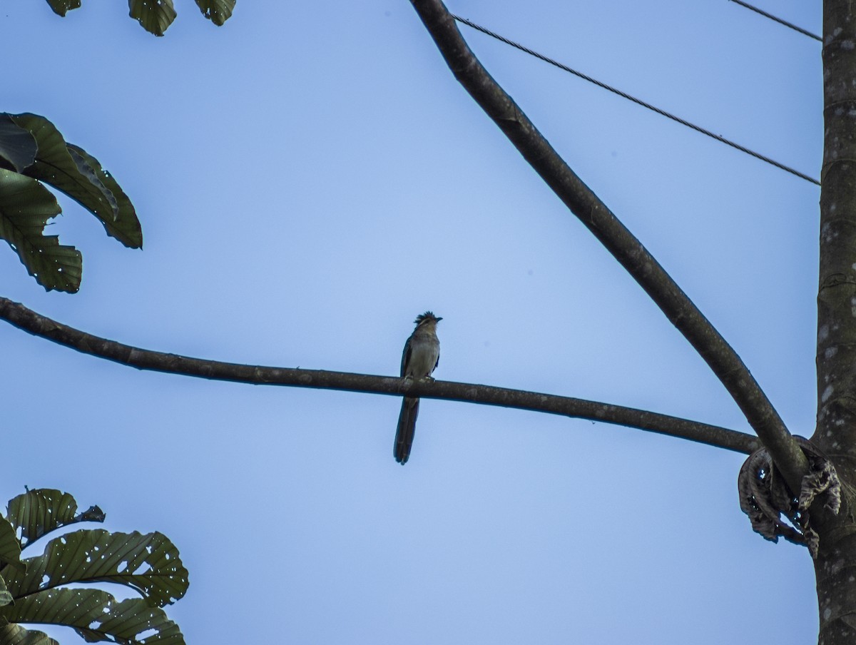 Striped Cuckoo - Beatriz Sánchez Portillo