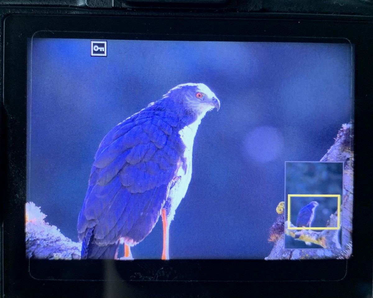 Crane Hawk - ML614247771