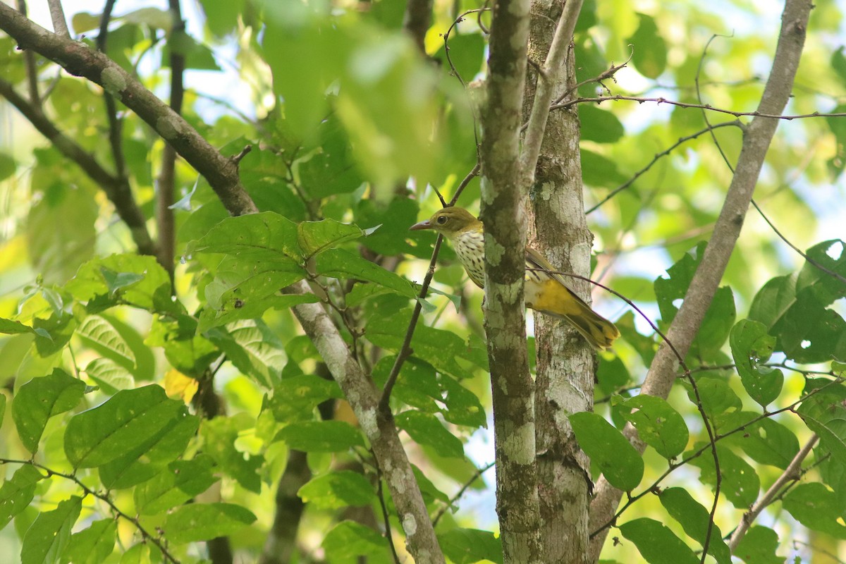 Dark-throated Oriole - ML614247780