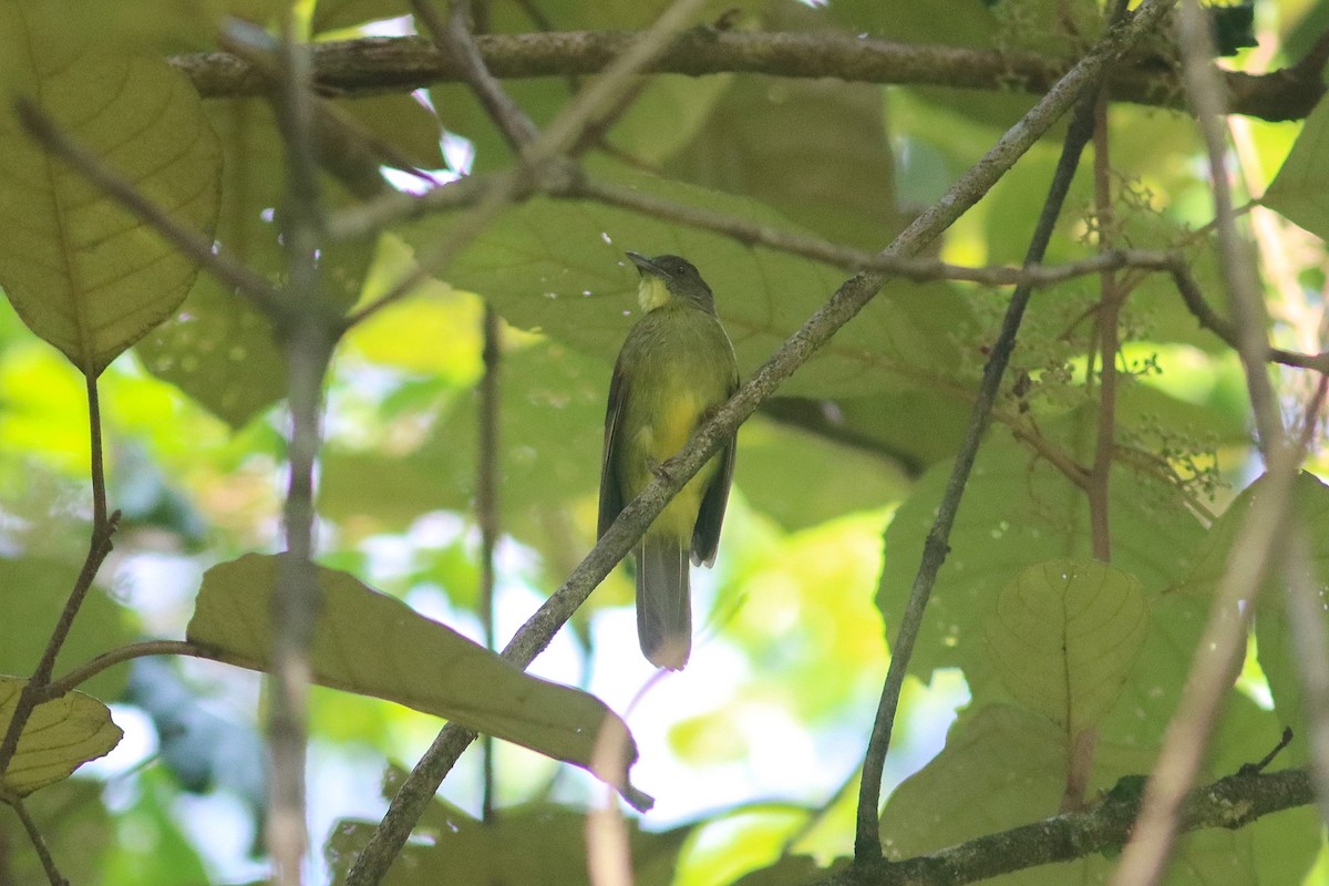 Finsch's Bulbul - Supot Surapaetang