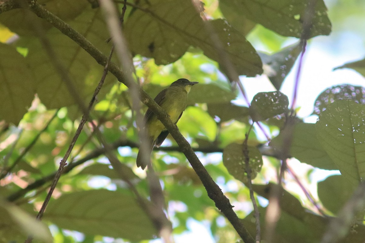 Finsch's Bulbul - Supot Surapaetang