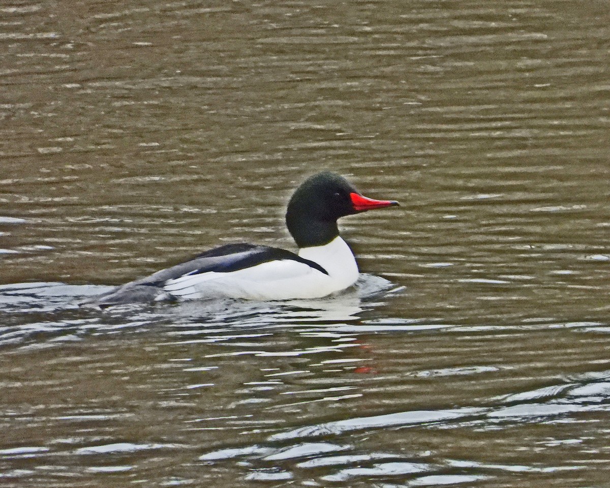 Common Merganser - ML614247801