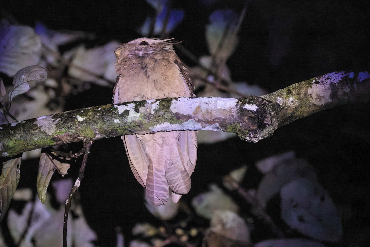 Large Frogmouth - ML614247804