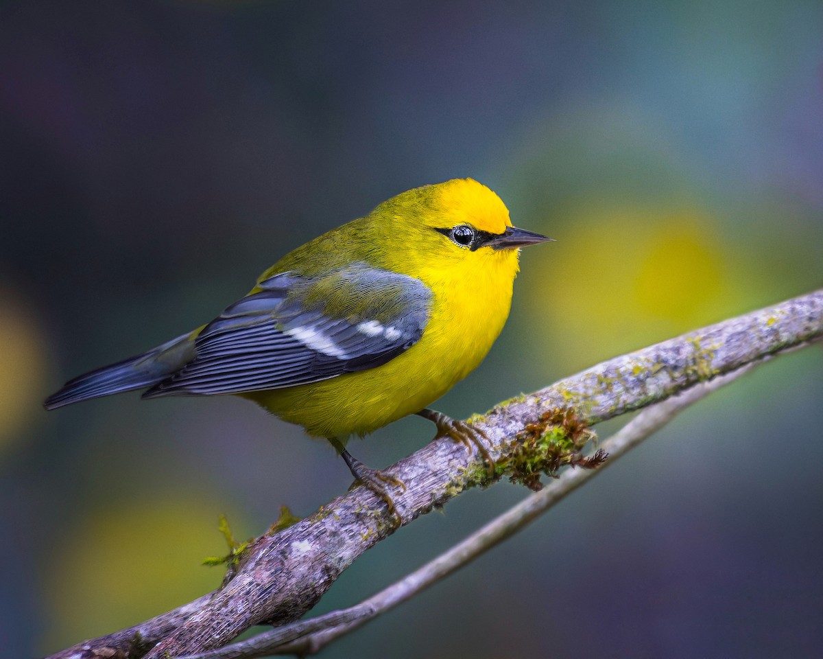 Blue-winged Warbler - ML614247811