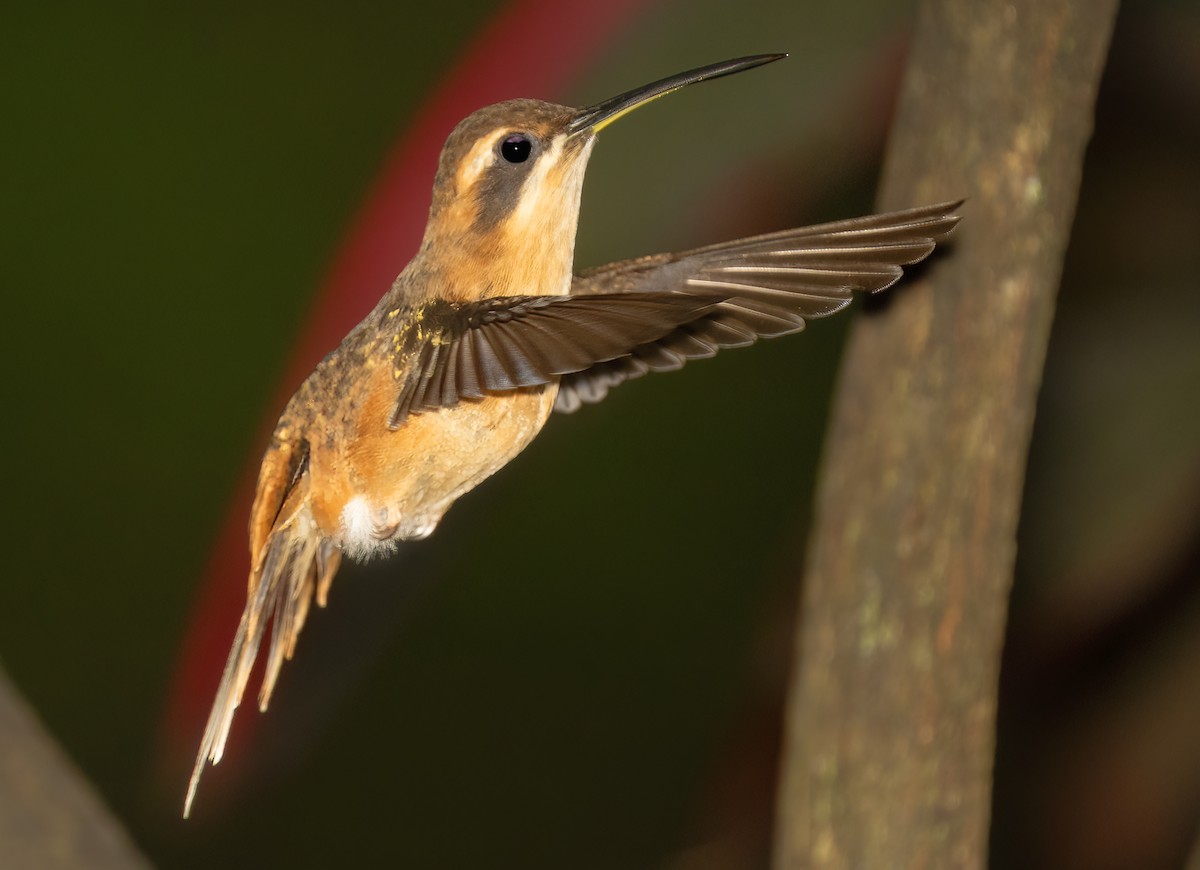 Stripe-throated Hermit - Mark Chappell