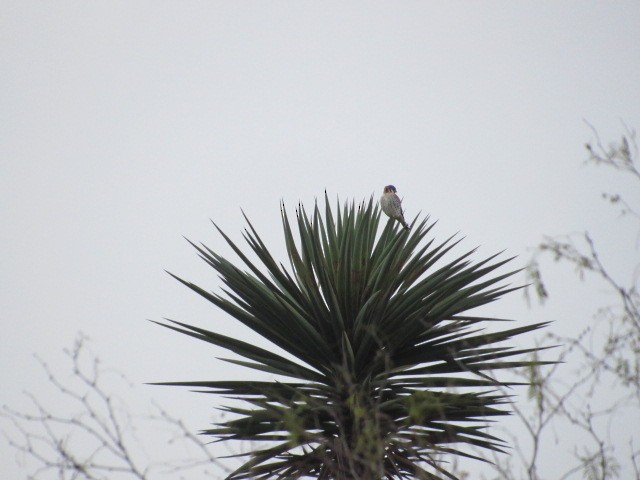 American Kestrel - ML614247868