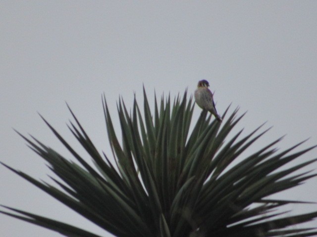 American Kestrel - ML614247869