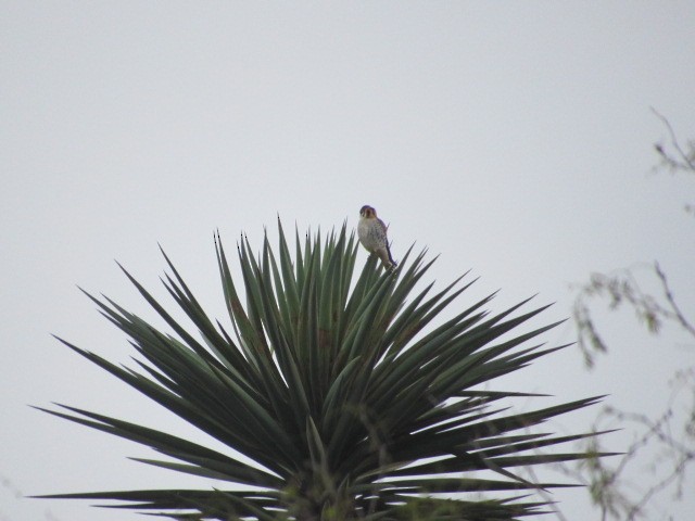 American Kestrel - ML614247870