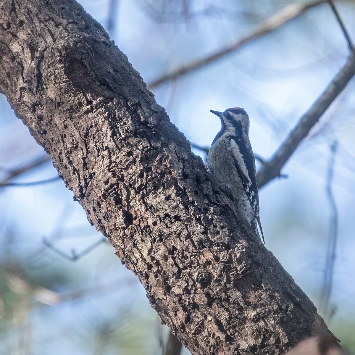 Yellow-bellied Sapsucker - ML614247897