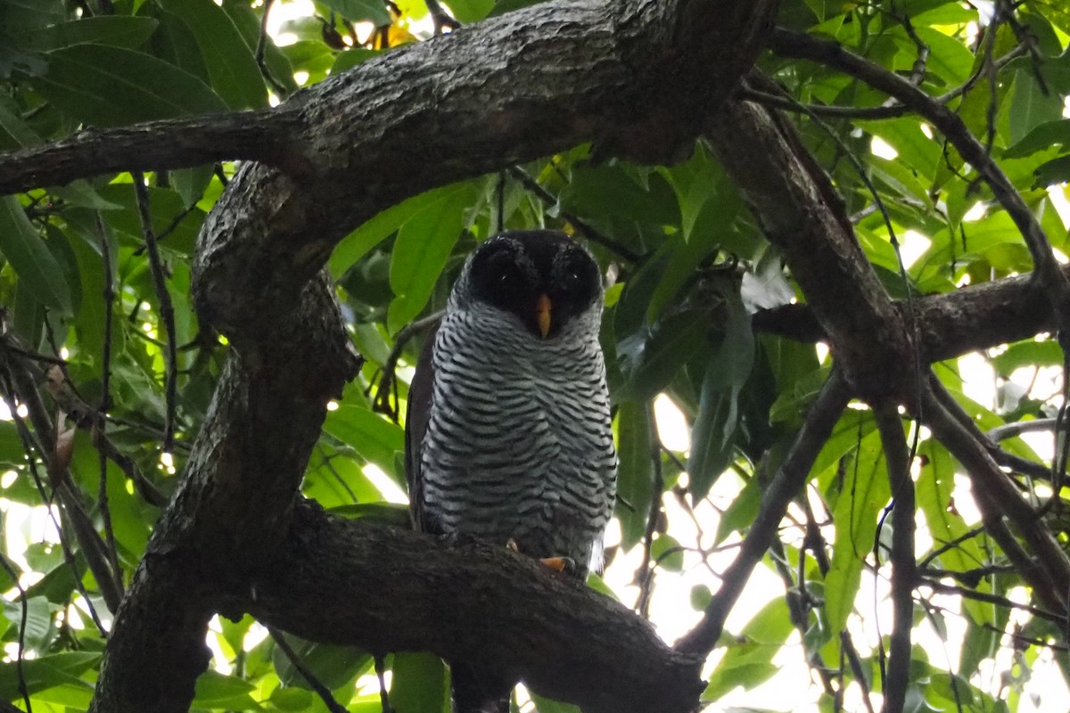 Black-and-white Owl - ML614247901