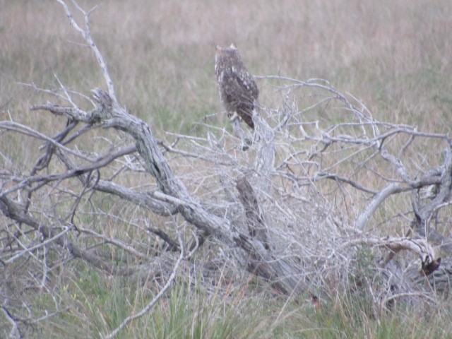 Great Horned Owl - Corban Hemphill