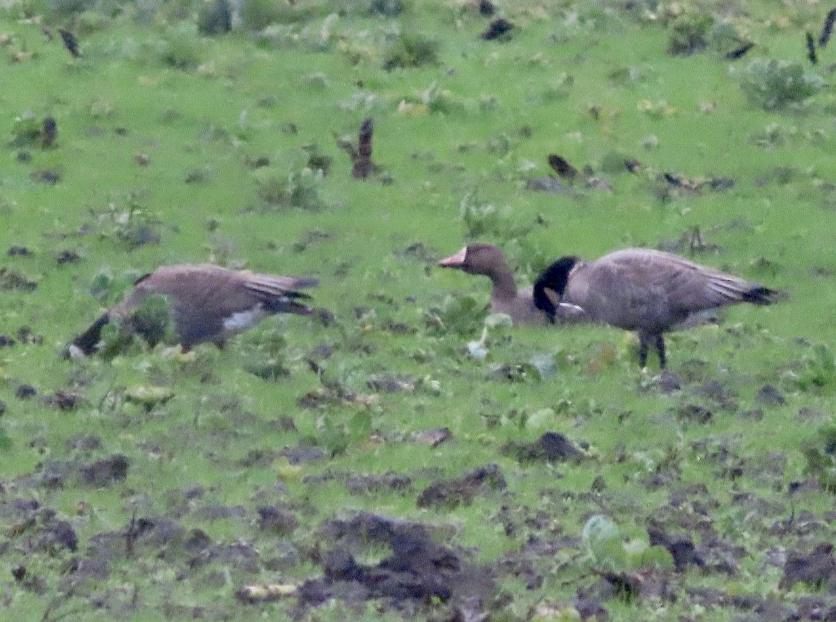 Greater White-fronted Goose - ML614247958