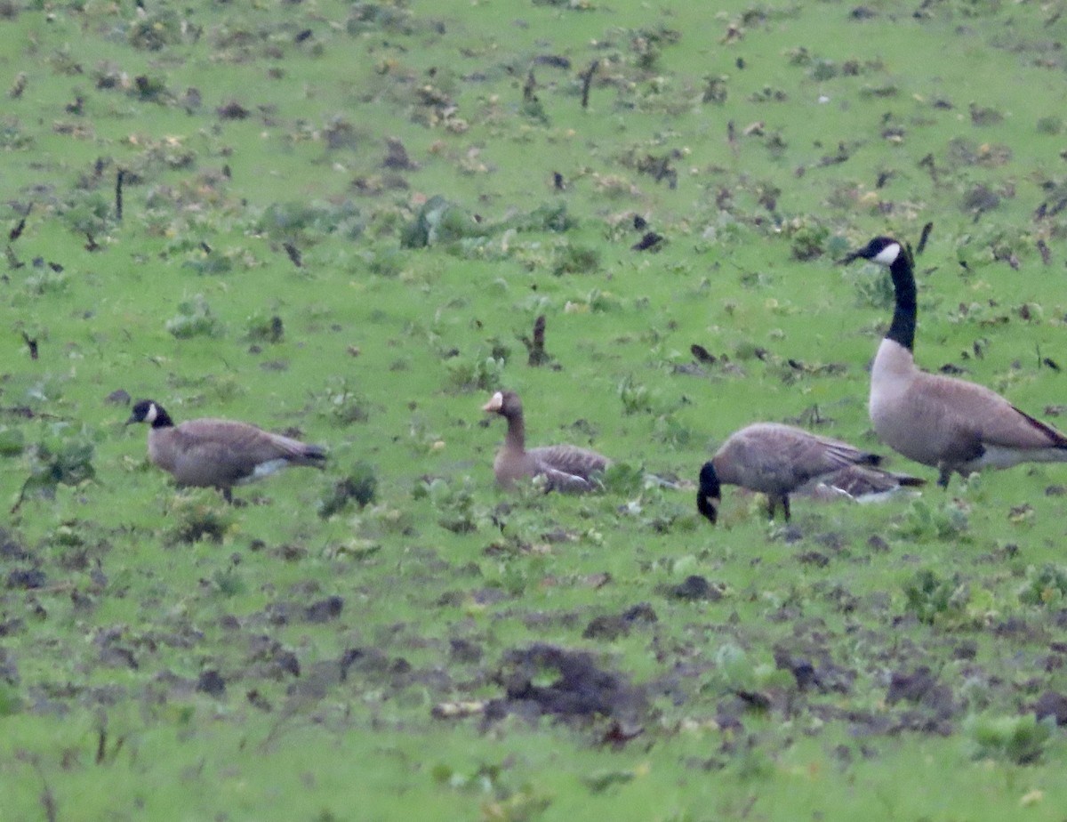 Greater White-fronted Goose - ML614247959