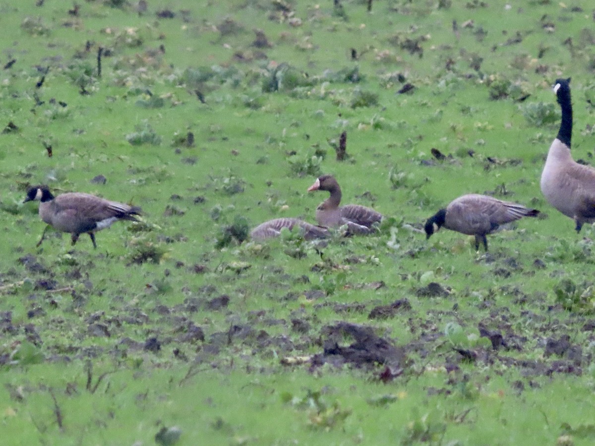 Greater White-fronted Goose - ML614247962