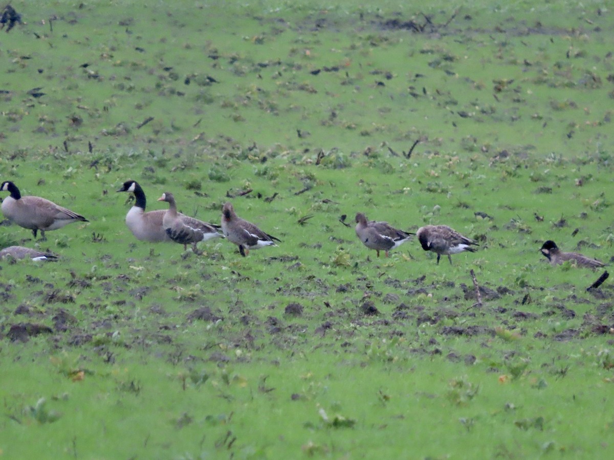 Greater White-fronted Goose - ML614247963