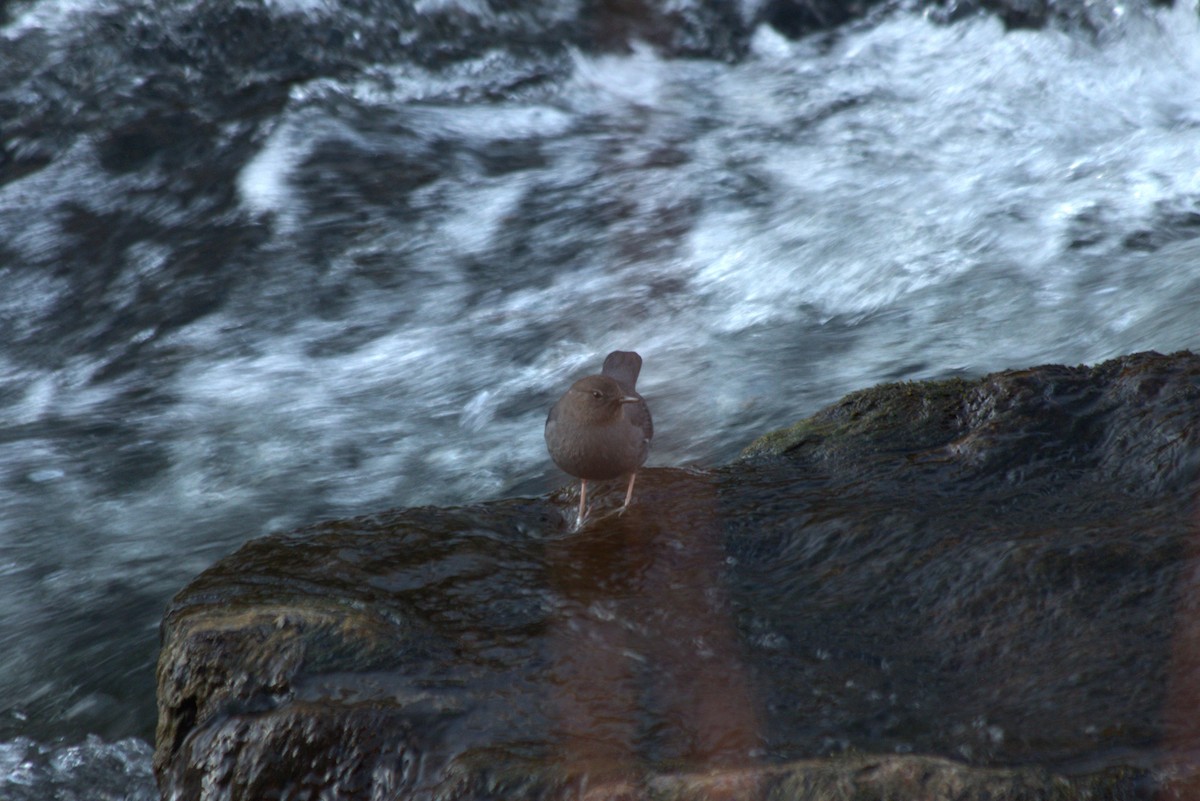 American Dipper - ML614247991