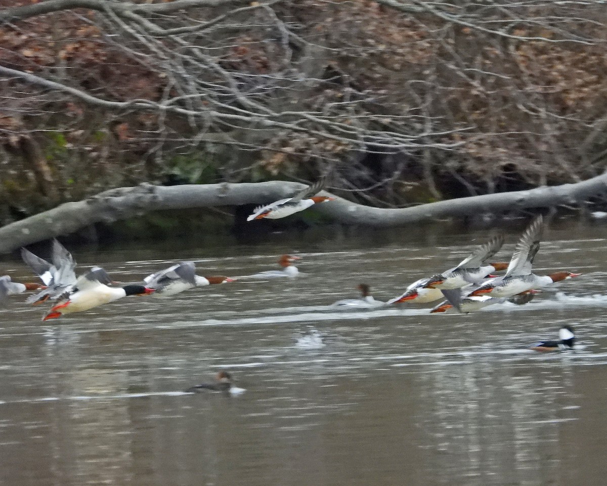 Common Merganser - ML614247996