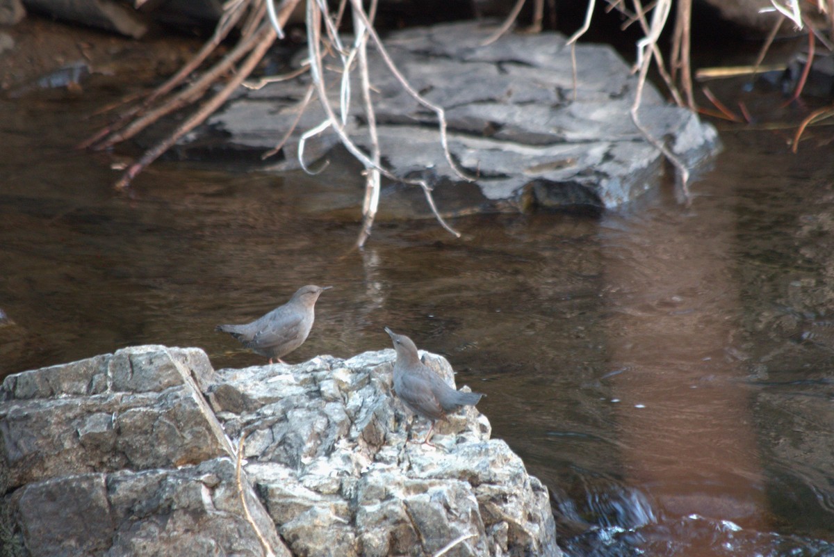 American Dipper - ML614248009