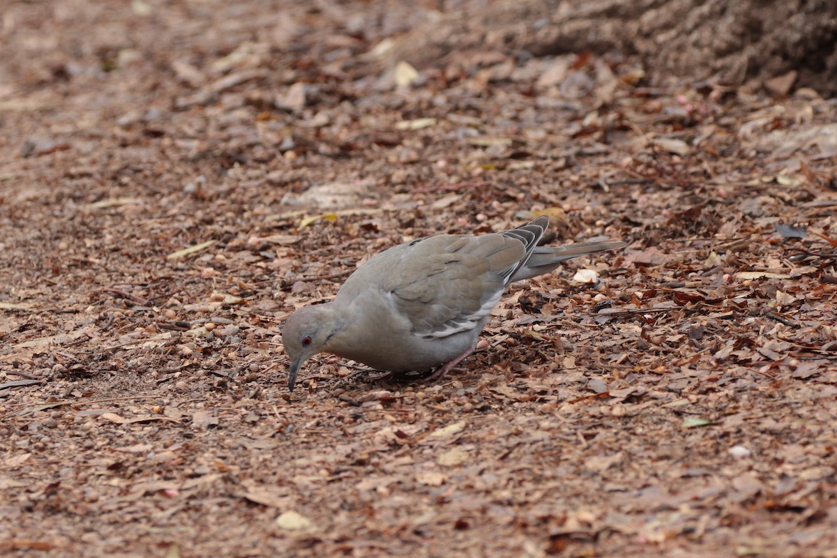 White-winged Dove - ML614248094