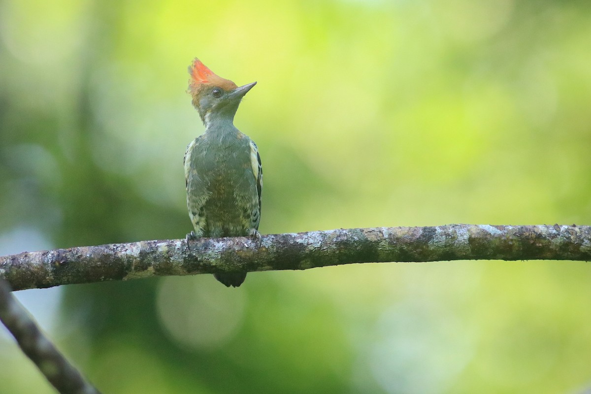 Gray-and-buff Woodpecker (Gray-and-buff) - ML614248117