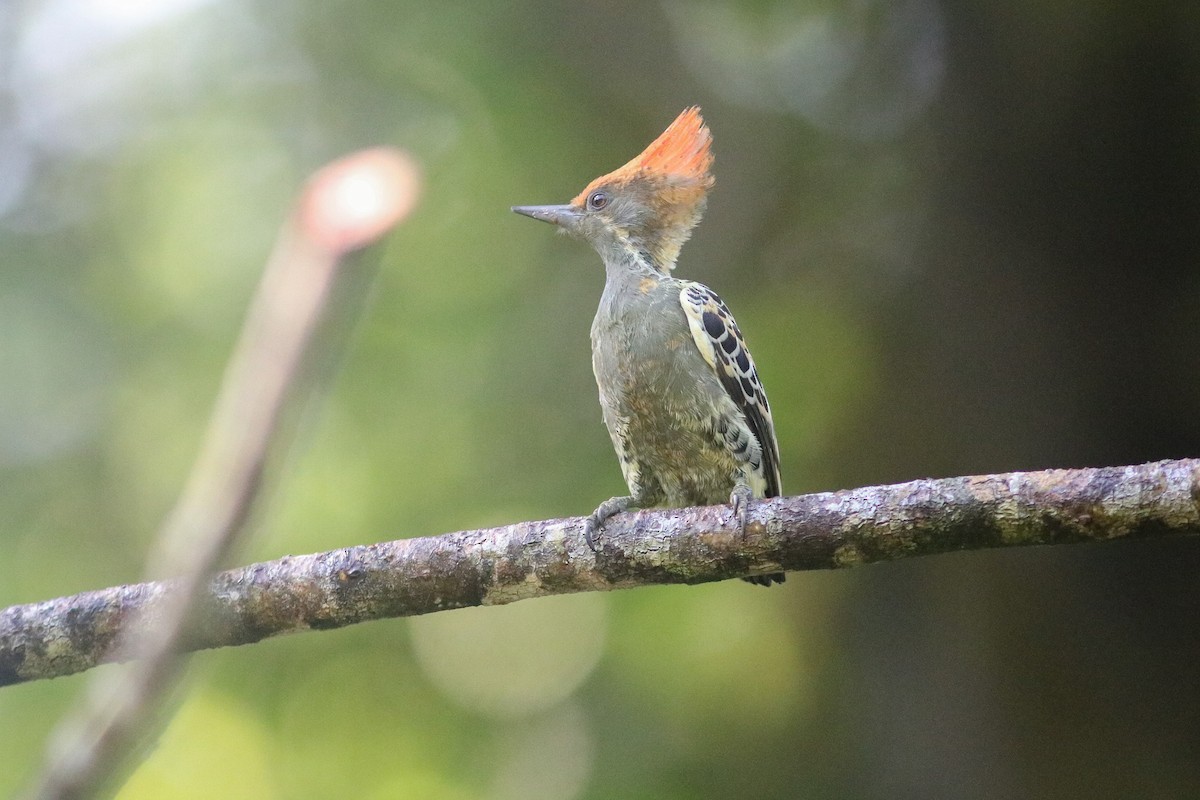 Gray-and-buff Woodpecker (Gray-and-buff) - ML614248118