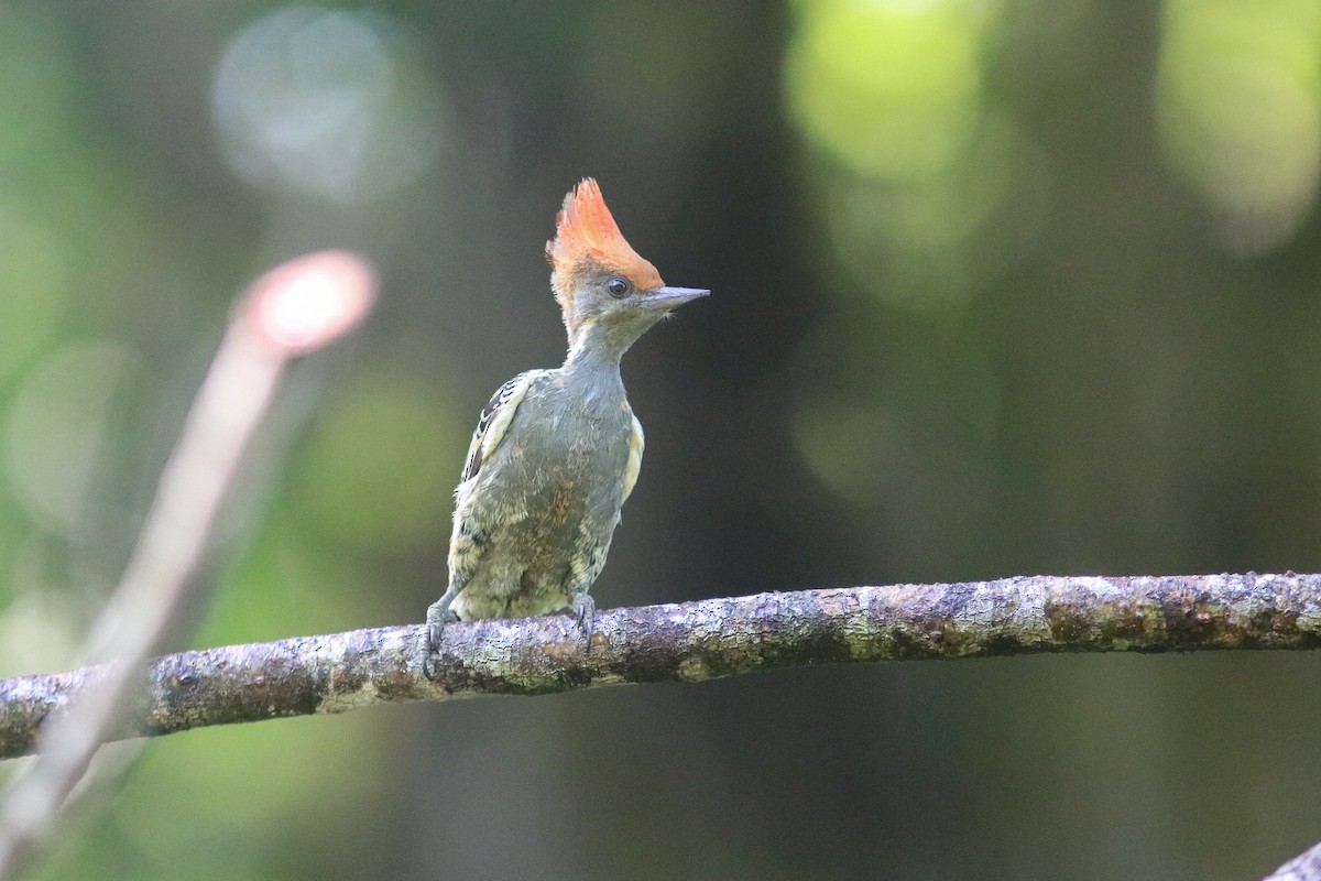 Gray-and-buff Woodpecker (Gray-and-buff) - ML614248119