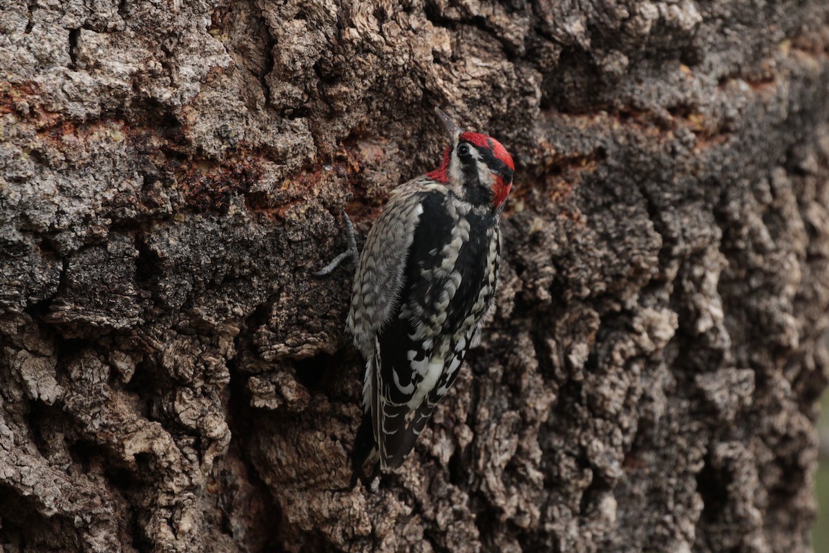 Red-naped Sapsucker - ML614248136