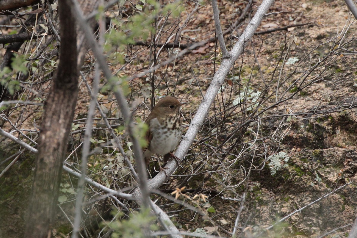 Hermit Thrush - ML614248204