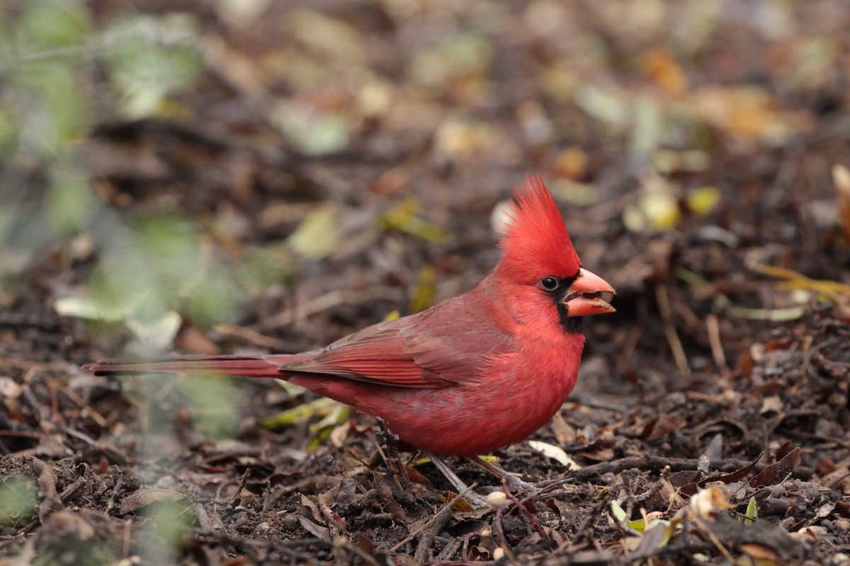 Northern Cardinal - Donna Bragg