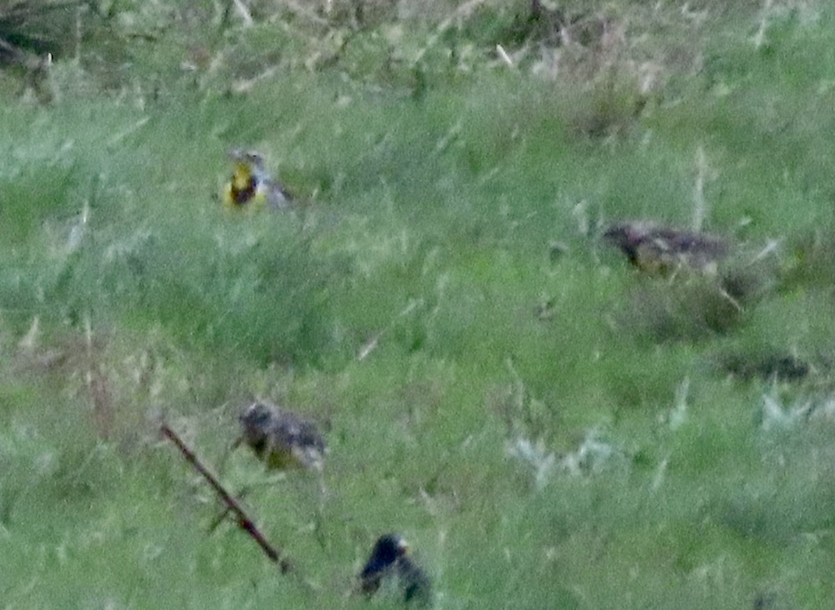 Western Meadowlark - George Chrisman