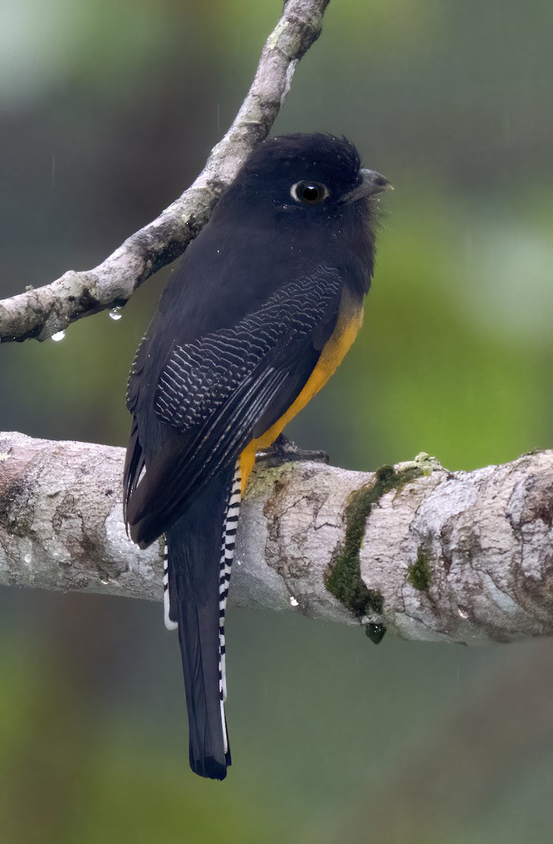 trogon podvazkový - ML614248273