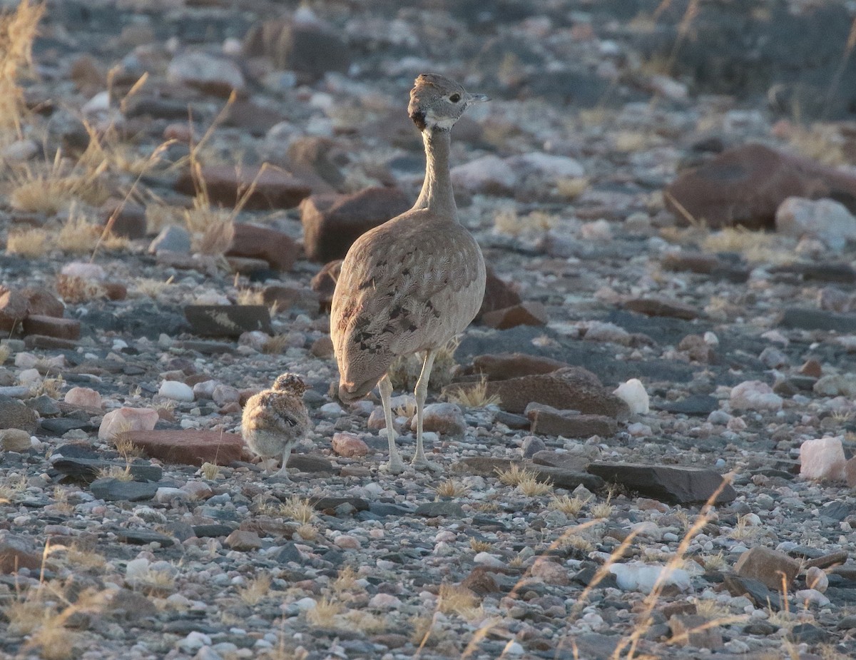 Rüppell's Bustard - Neil Osborne