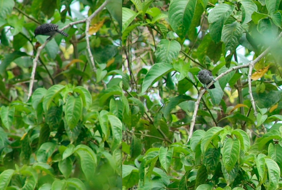 Barred Antshrike - ML614248446