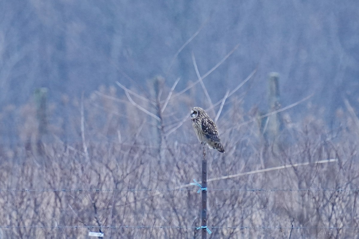 Hibou des marais - ML614248473