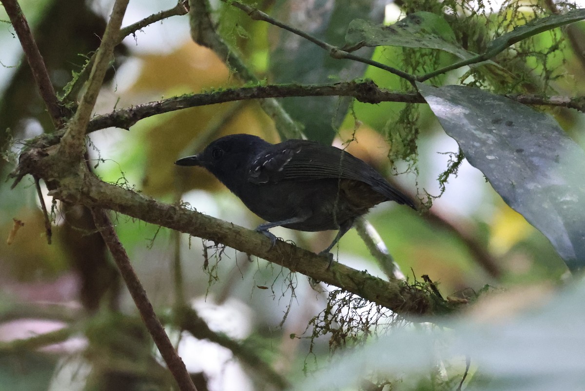 Plumbeous Antvireo - ML614248524