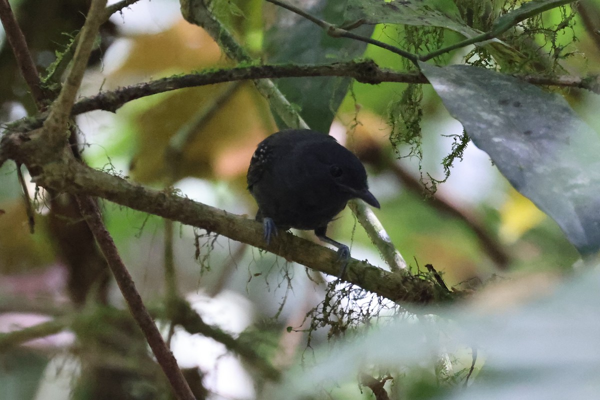 Plumbeous Antvireo - Charles Davies