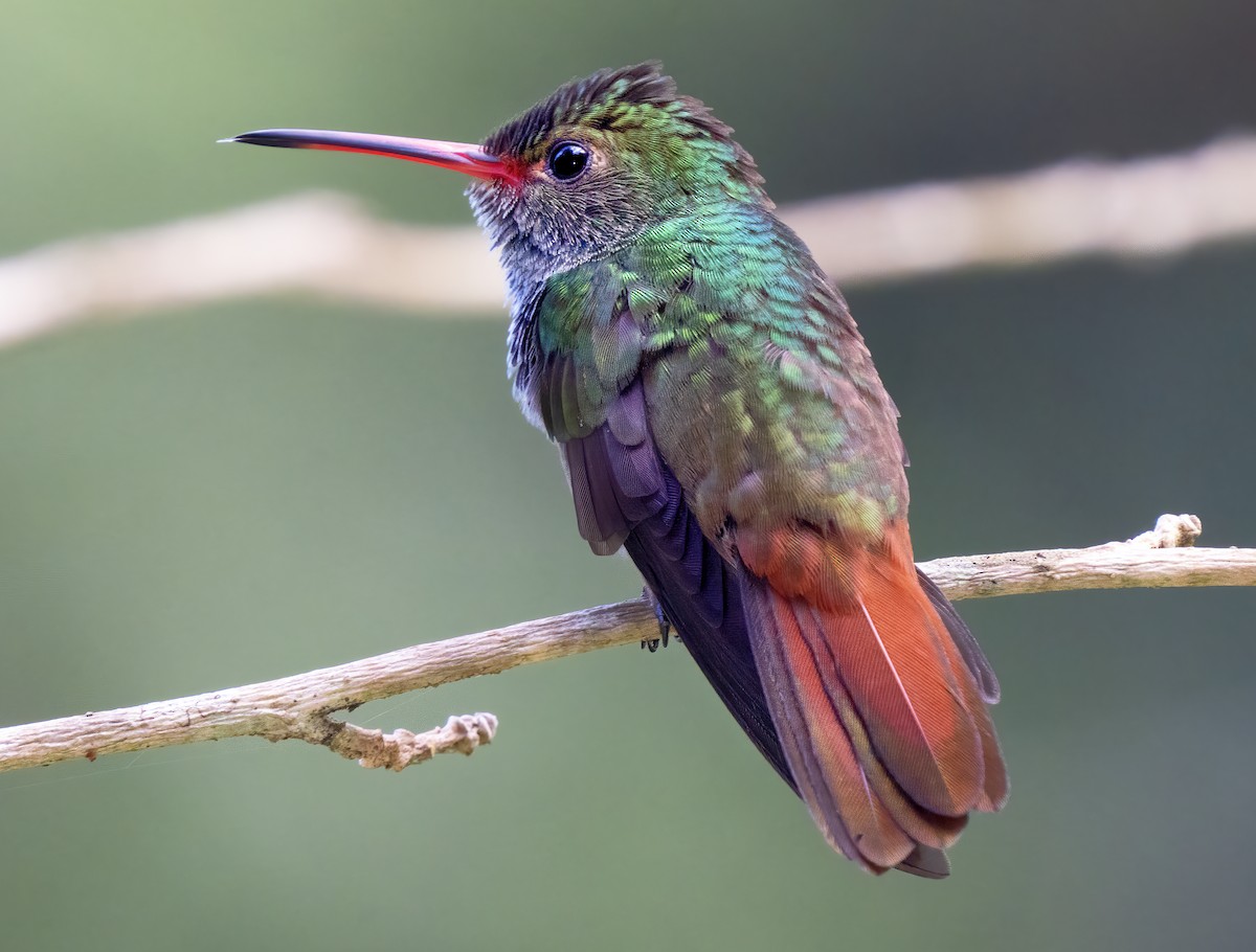 Rufous-tailed Hummingbird - ML614248532