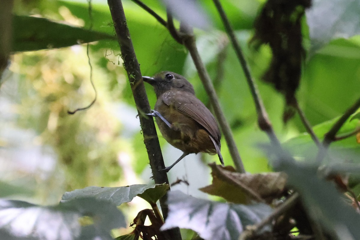 Plumbeous Antvireo - ML614248535