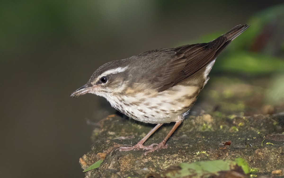 Louisiana Waterthrush - Mark Chappell