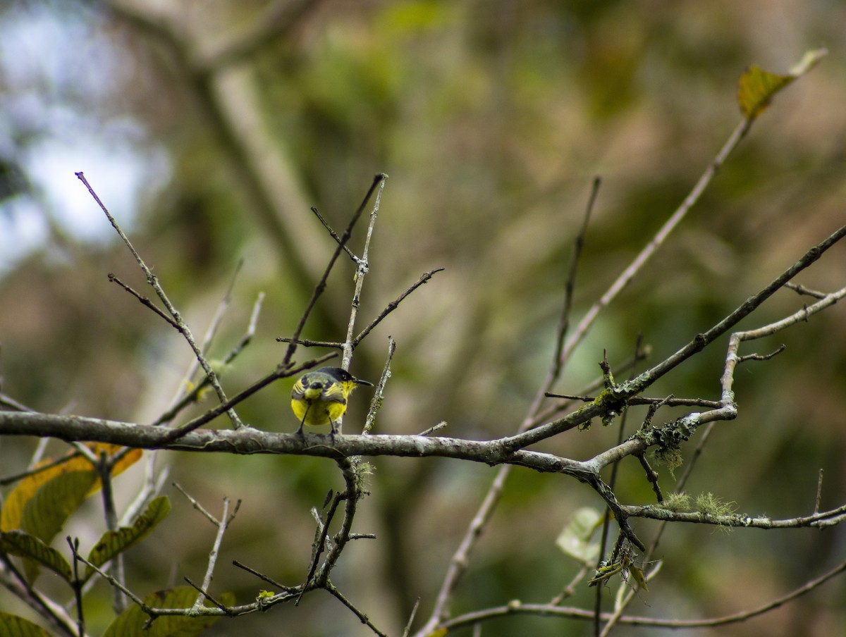 Common Tody-Flycatcher - ML614248570