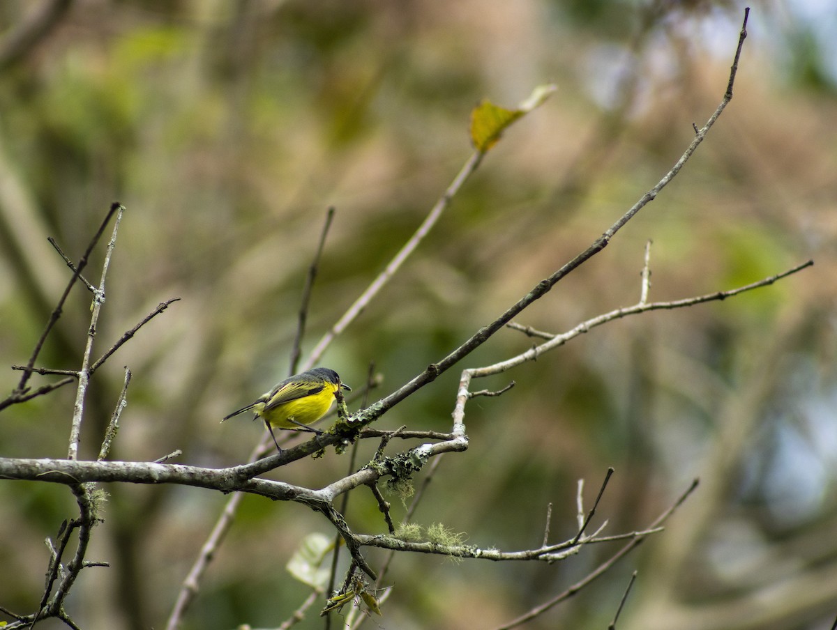 Common Tody-Flycatcher - ML614248571