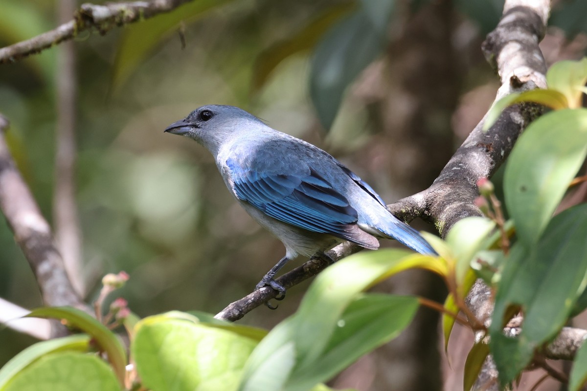 Azure-shouldered Tanager - ML614248578