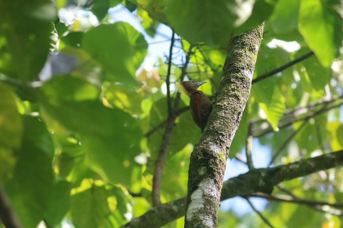 Checker-throated Woodpecker (Checker-throated) - ML614248613