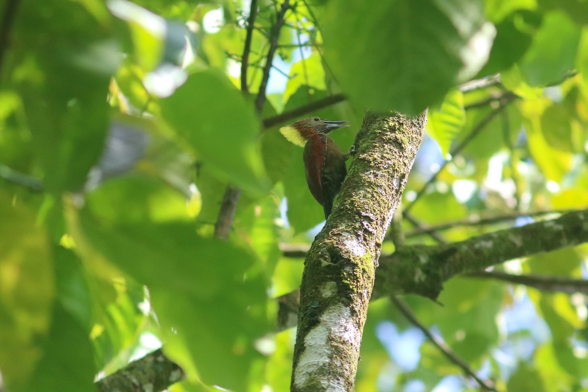 Checker-throated Woodpecker (Checker-throated) - Supot Surapaetang