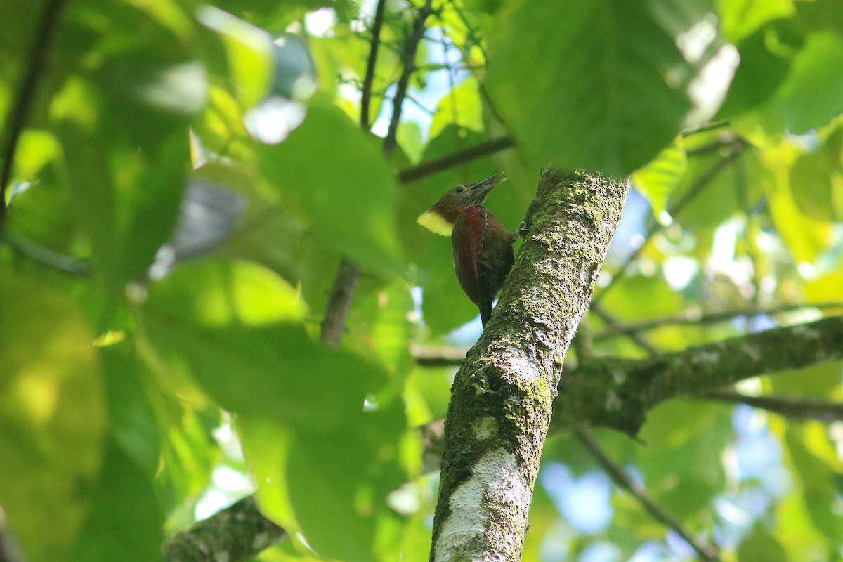 Checker-throated Woodpecker (Checker-throated) - ML614248615