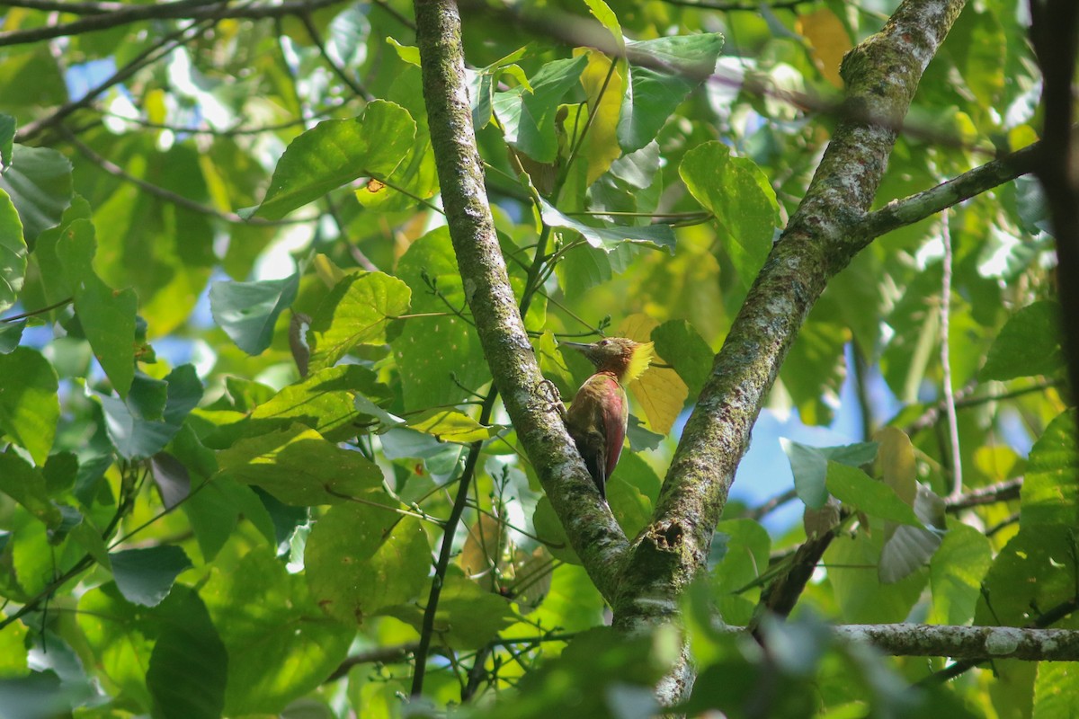 Checker-throated Woodpecker (Checker-throated) - ML614248616