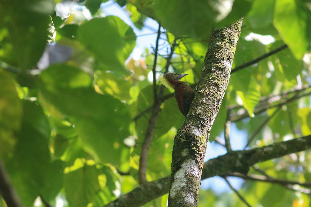 Checker-throated Woodpecker (Checker-throated) - ML614248617