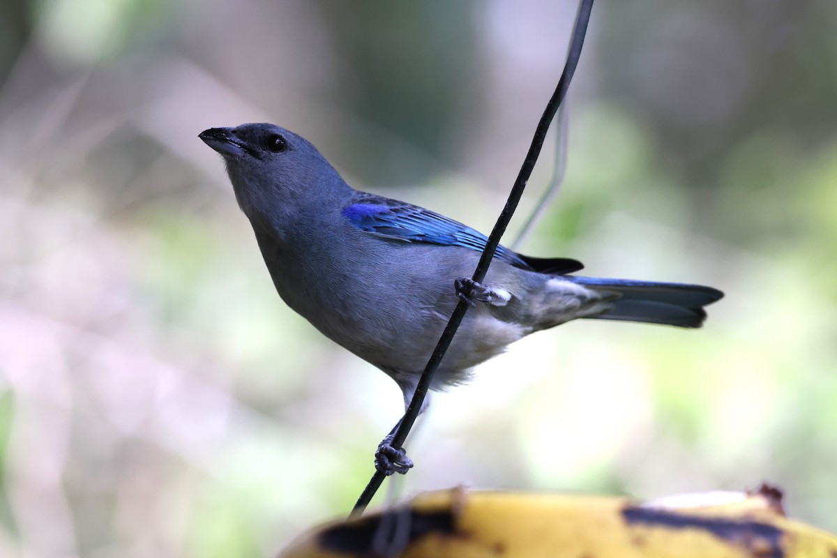 Azure-shouldered Tanager - ML614248624